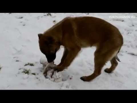 Видео: Как научить щенка ОТДАВАТЬ ЕДУ