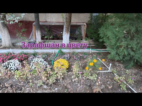 Видео: 30 10 2024г как мы живём в Зарафшане #городдетства #ностальгия #зарафшан