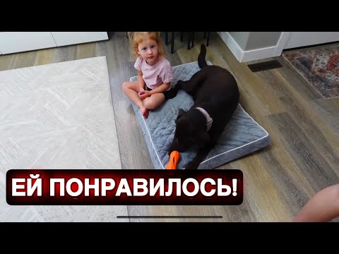 Видео: Сюрприз для нашей собаки — смотрите реакцию!