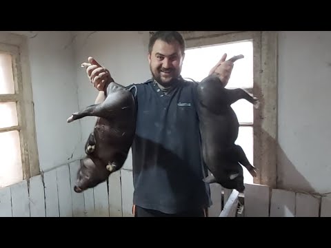 Видео: ПОСЛЕДНИХ ЗАКАЗАННЫХ ПОРОСЯТ ЗАБРАЛИ!