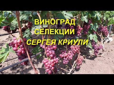 Видео: Виноград селекции Сергея Криули