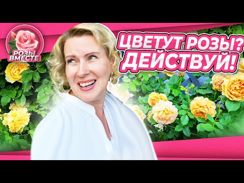 Видео: ЦВЕТЕНИЕ РОЗ В САДУ | УХОД ЗА РОЗАМИ ВО ВРЕМЯ ЦВЕТЕНИЯ | РОЗЫ ВМЕСТЕ №4 | ПЛЮС РОЗЫ ПОДПИСЧИКОВ