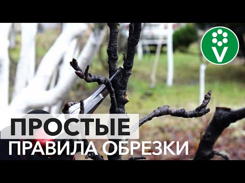 Видео: ОБРЕЗКА КАРЛИКОВЫХ (КОЛОНОВИДНЫХ) ГРУШ. Простые правила обрезки для богатого урожая
