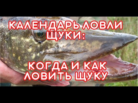 Видео: Календарь ловли щуки Когда и как ловить щуку