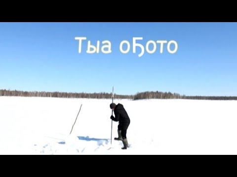 Видео: " Тыа оҕото"  биэрии , маҥнайгы таҺаарыыта. Куйуур.  18.04.24.