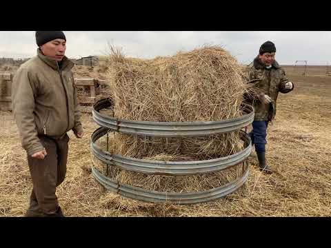 Видео: Жизнь калмыцких чабанов.