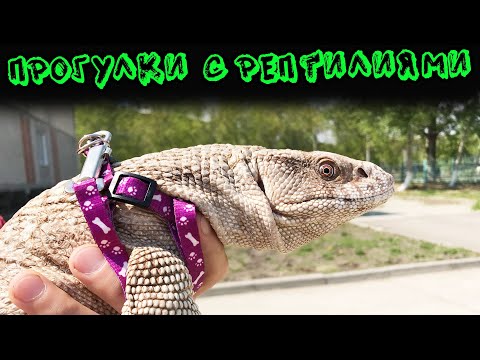 Видео: ГУЛЯЮ С ВАРАНОМ. Прогулки с рептилиями на улице.