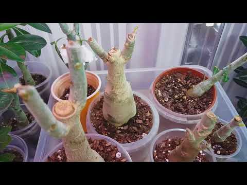 Видео: Адениумы. Грунт, в котором растут мои адениумы.