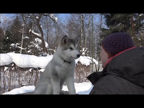 Видео: Догтренинг 514.  Маламут - не собака, а мечта! Часть 1