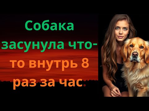 Видео: 🔥 "Мой пес сделал то, что не смог мой муж... Последний момент заставит тебя замереть! 😱" 🔥