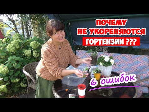 Видео: ЧЕРЕНКОВАНИЕ ГОРТЕНЗИИ - 6 Ваших ошибок! + Осеннее черенкование. Как сохранить черенки зимой?