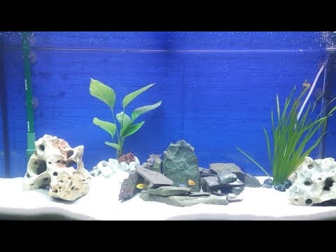 Видео: Продолжение запуска 200 литрового аквариума для цихлид!!