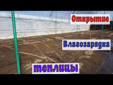 Видео: Открываем виноград в теплице. Сезон 2025год.
