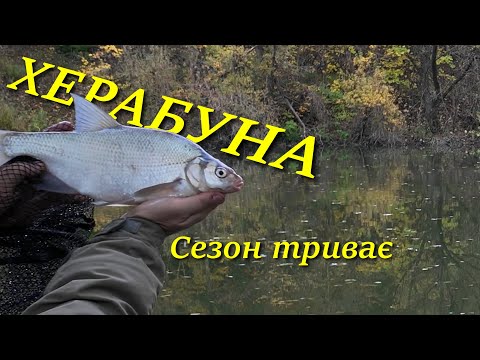 Видео: Якісне тісто по холодній воді.ХЕРАБУНА.#herabuna #fishing  #floating #cruciancarp #タナゴ  #ヘラブナ