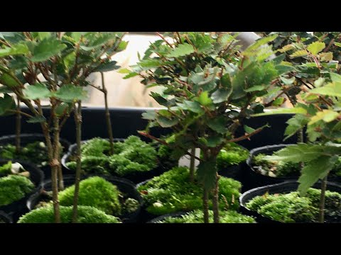 Видео: Если вы продлите ветку сеянца дзельквы, о которой не знали в первый раз, то уже не сможете забрать