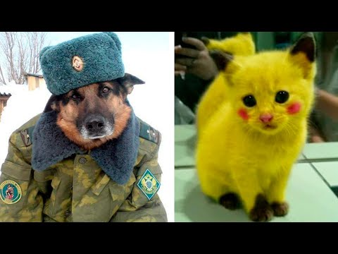 Видео: Мой хозяин не в себе!