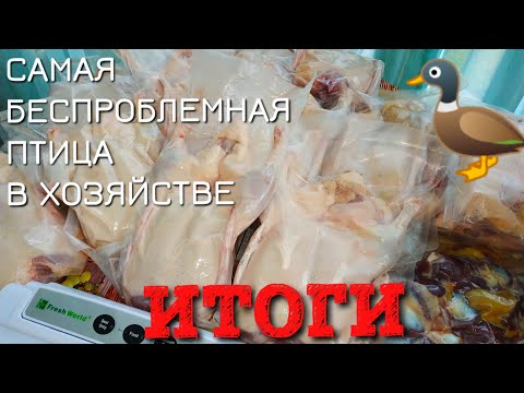 Видео: УТКИ 2020 🦆 ИТОГИ. Потрясающий вес в 42 дня. СКОЛЬКО ВЕСИТ ТУШКА