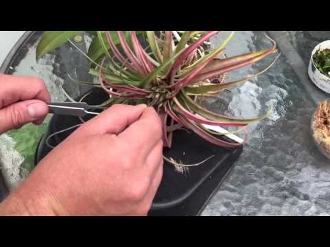 Видео: УХОД ЗА ВОЗДУШНЫМИ РАСТЕНИЯМИ: КАК ПРОРАСТИТЬ И ВЫРАСТИТЬ ТИЛЛАНДИИ ИЗ СЕМЯН.
