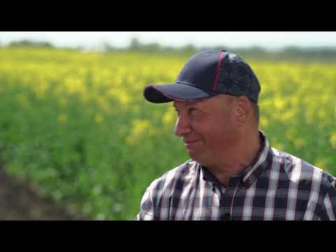 Видео: Про ріпак, досвід агропідприємства "Успіх"