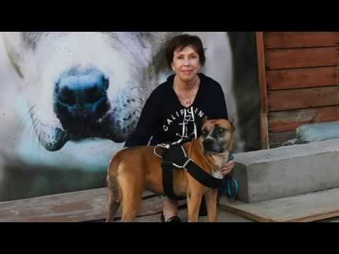 Видео: Документальный фильм о Шереметьевском собачьем приюте