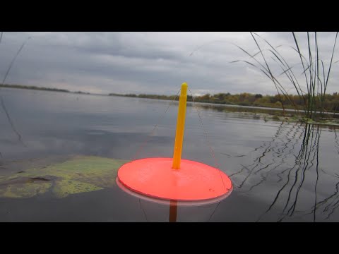 Видео: КРУГОМ БРАКОНЬЕРСКИЕ СЕТИ... РЫБАЛКА НА КРУЖКИ. ЛОВИМ ЩУК И ОКУНЯ. Рыбалка 2025