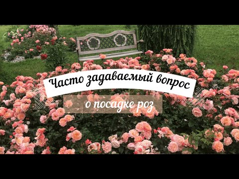 Видео: Часто задаваемый вопрос о посадке Роз