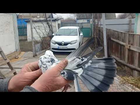 Видео: Обзор голубей Вадима Котова ч.2 т.0501303406    С Новым годом.