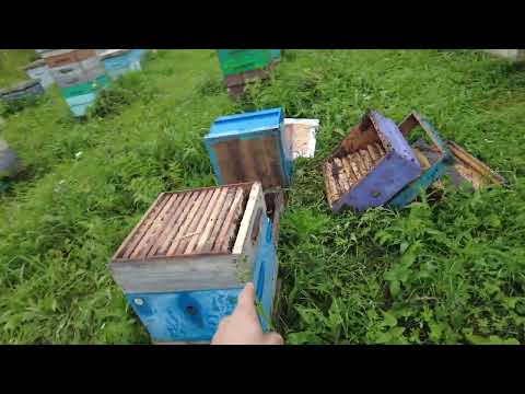 Видео: Медведь разорил пасеку, Пасека Старчевских, Сибирь
