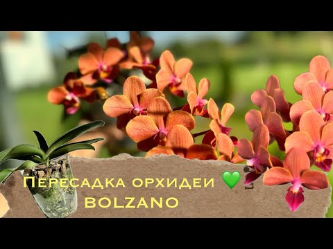 Видео: Пересадка орхидеи #phal #Bolzano в закрытую систему #уходзаорхидеями #orchid