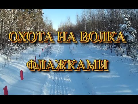 Видео: Охота на волка флажками