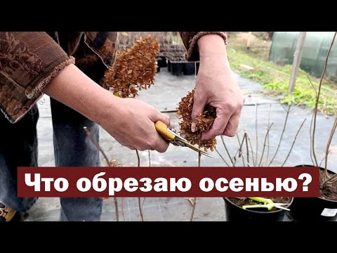 Видео: САНИТАРНАЯ ОБРЕЗКА метельчатой гортензии ОСЕНЬЮ