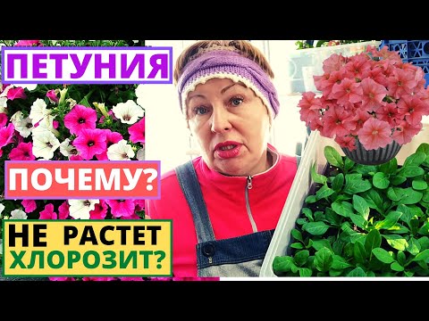 Видео: Почему ПЕТУНИЯ плохо растет и хлорозит? Разбираемся в причинах