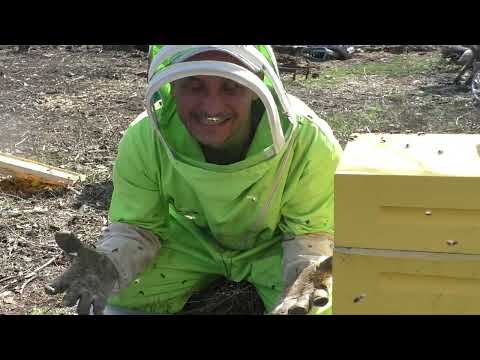 Видео: Злые пчелы!! Как с ними работать?