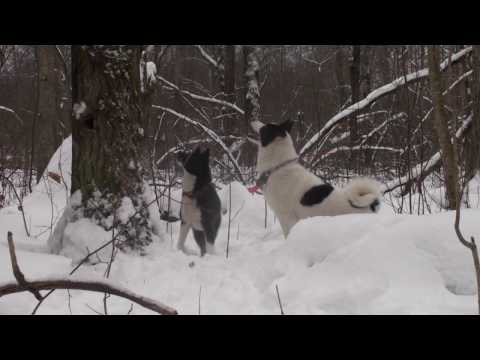 Видео: Нахаживание лайки по кунице. Часть 2