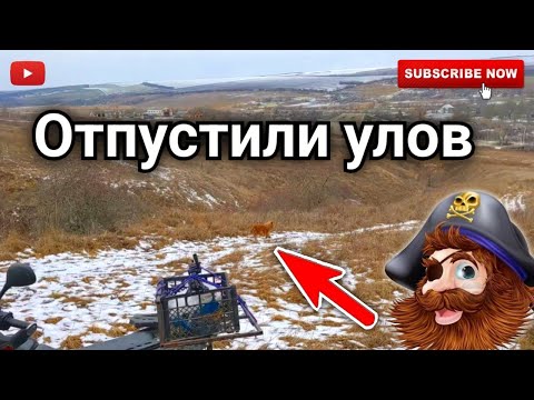 Видео: Одноглазый хищник. Ловушка для лисы
