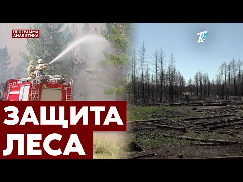 Видео: Леса «Семей орманы» через год после пожара