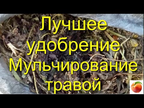 Видео: Удобрение для всего Знай Правильное мульчирование травой Повышение Урожая Здоровья растений Mulchin