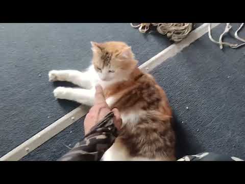 Видео: Мягкий пирс )