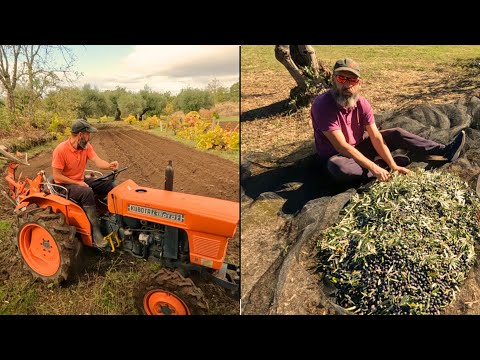 Видео: Жизнь на ферме без подключения к электросети | Сбор оливок, посадка в зимнем саду и работа на тра...