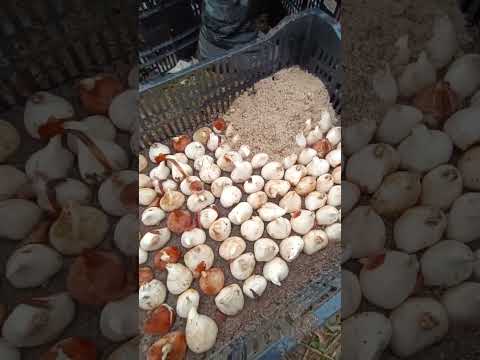 Видео: Начало выгонки тюльпана!!! Сезон 2026 года.