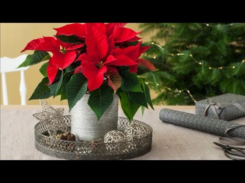 Видео: шопинг влог