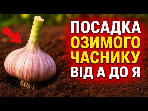 Видео: Посадка Озимого Часнику Від А до Я: Повний Посібник для Гарантованого Вересневого Врожаю.