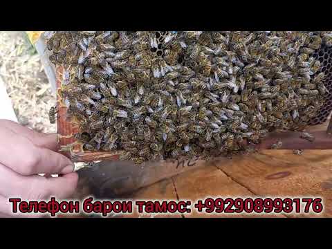 Видео: Раванди зимистонгузаронии замбури асал дар соли 2025