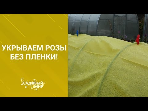Видео: Укрываем розы без пленки!