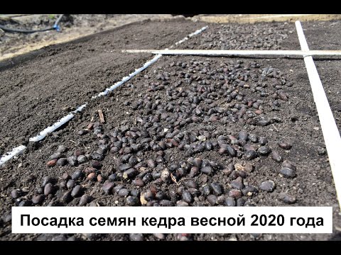 Видео: Посадка семян кедра, 2020 год. Практика.