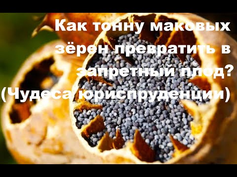 Видео: Как тонну маковых зёрен превратить в запретный плод? (Чудеса юриспруденции)