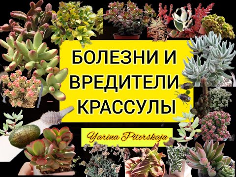 Видео: Крассула. Болезни и вредители.