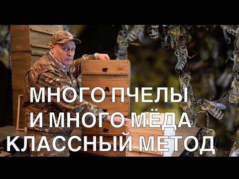 Видео: МНОГО ПЧЕЛЫ И МНОГО МЁДА, КЛАССНЫЙ МЕТОД