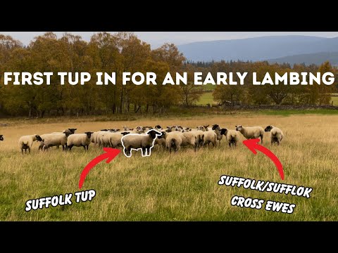 Видео: САМЫЙ РАННИЙ РАЗ, КОГДА-ЛИБО СТАВИЛ ТУП