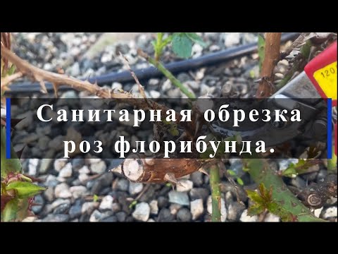 Видео: Санитарная обрезка роз флорибунда.. Питомник растений Е. Иващенко